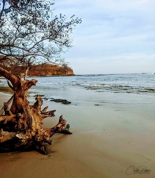 Photo taken by Colette Rathke showcasing a dreep next to the ocean