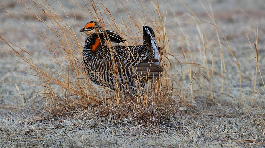Photo taken by Colette Rathke showcasing a prairie chicken