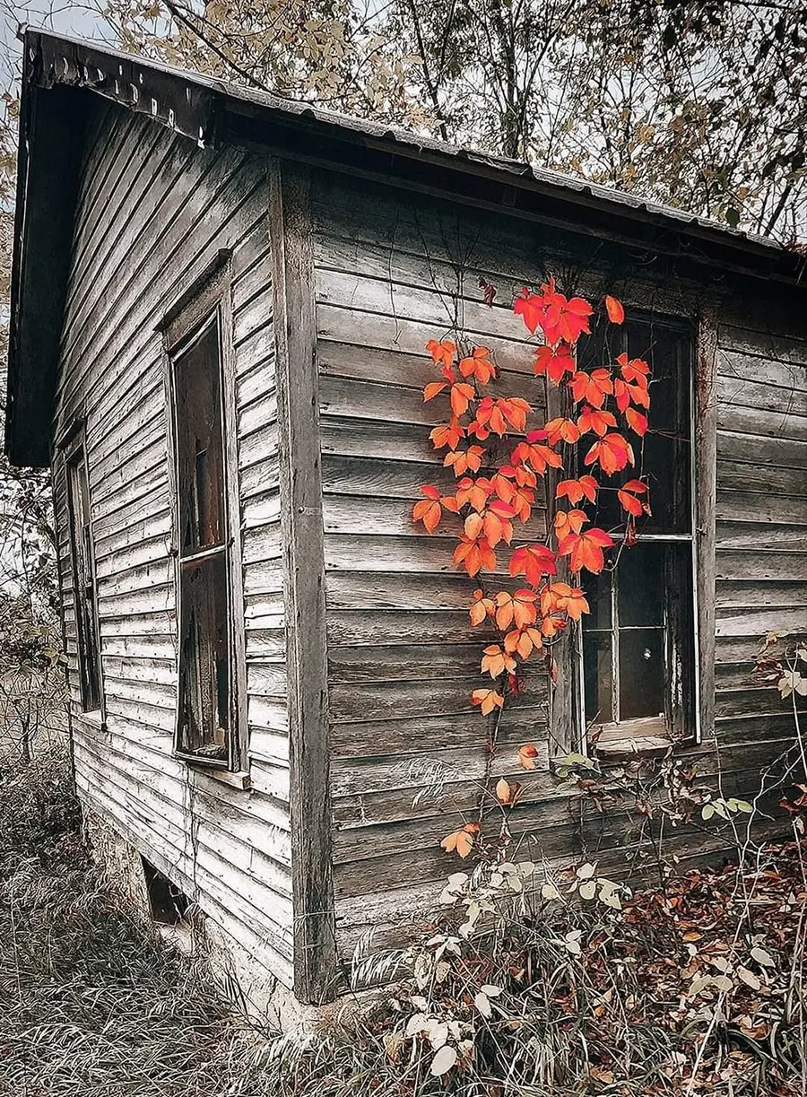 Photo taken by Colette Rathke showcasing gray shed with red leaves