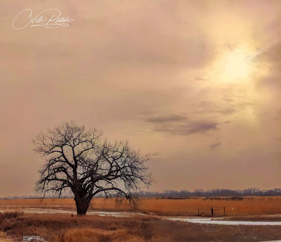 Photo taken by Colette Rathke showcasing a tree in the middle of the plains